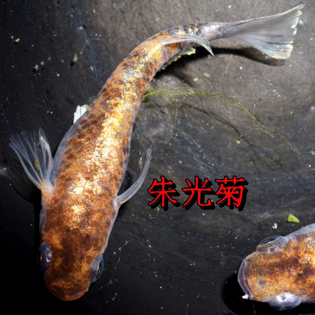 朱光菊　稚魚　１０匹　オマケ付き　菊間　三色　対外光　メダカ　めだか　赤　黒　白　鰭　光　_画像5