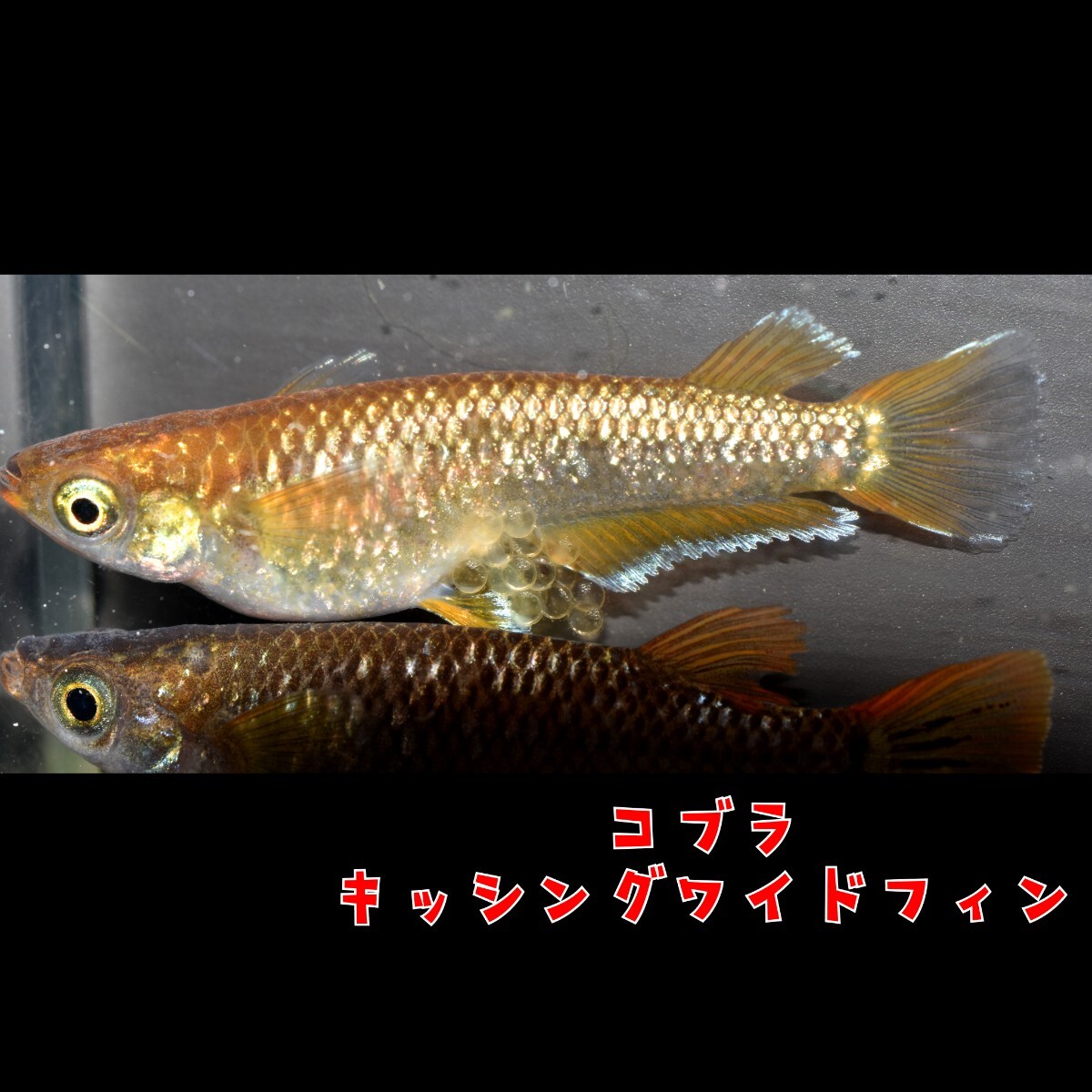 コブラキッシング　稚魚　１０匹 　オマケ　めだか メダカ　コブラ　キッシング　ワイド　フィン　５式　五式　ブラック　ダイヤ　クラウド_画像5