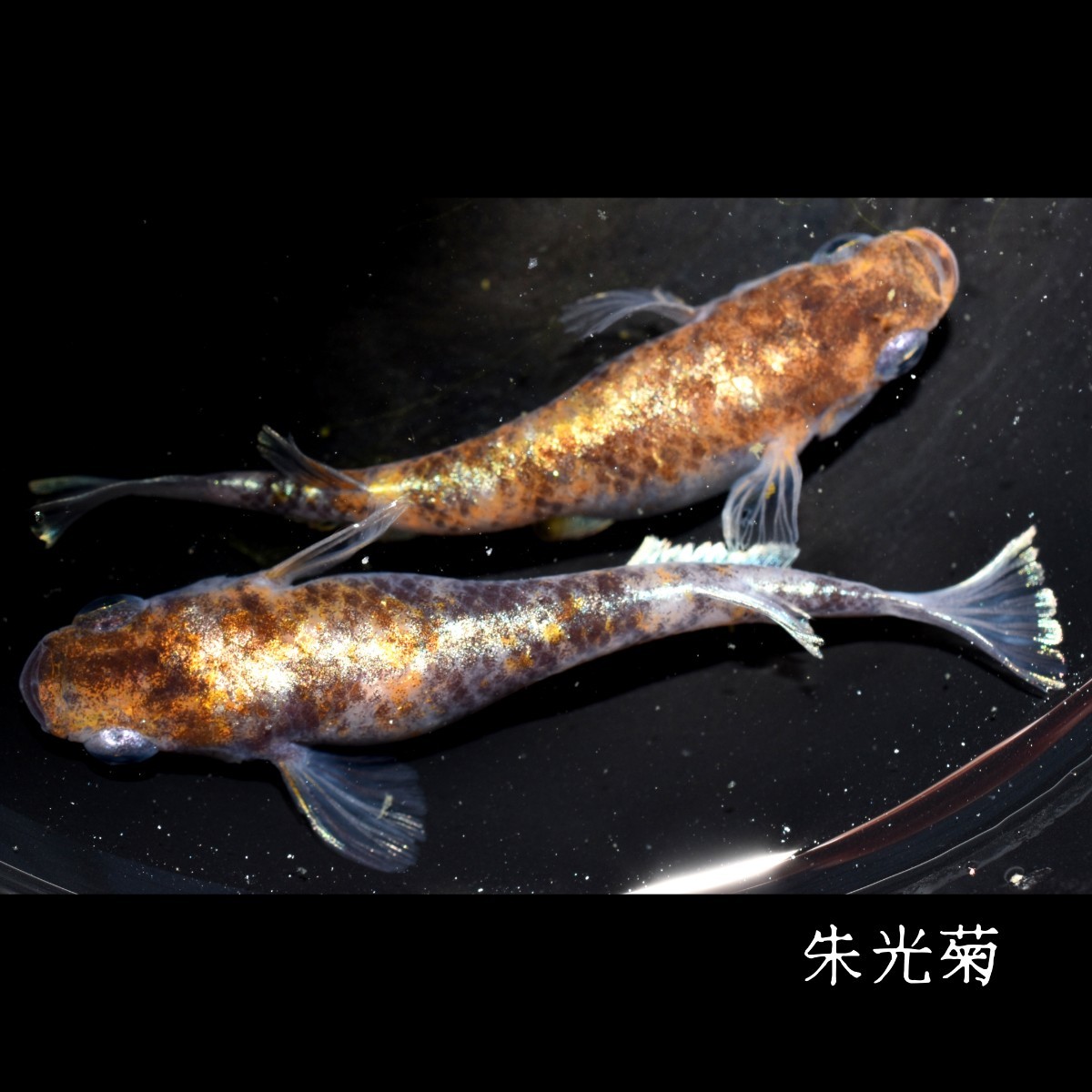 朱光菊　稚魚　１０匹　オマケ付き　菊間　三色　対外光　メダカ　めだか　赤　黒　白　鰭　光　_画像4