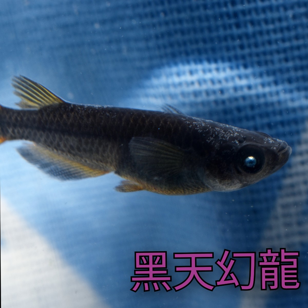 黑天幻龍 稚魚１０匹＋α 黒天幻龍 めだか メダカ 黒 ブルーアイ 青 目 眼 ブラック ゾンビ アースアイ 鰭 黄 ランス 漆黒の画像1