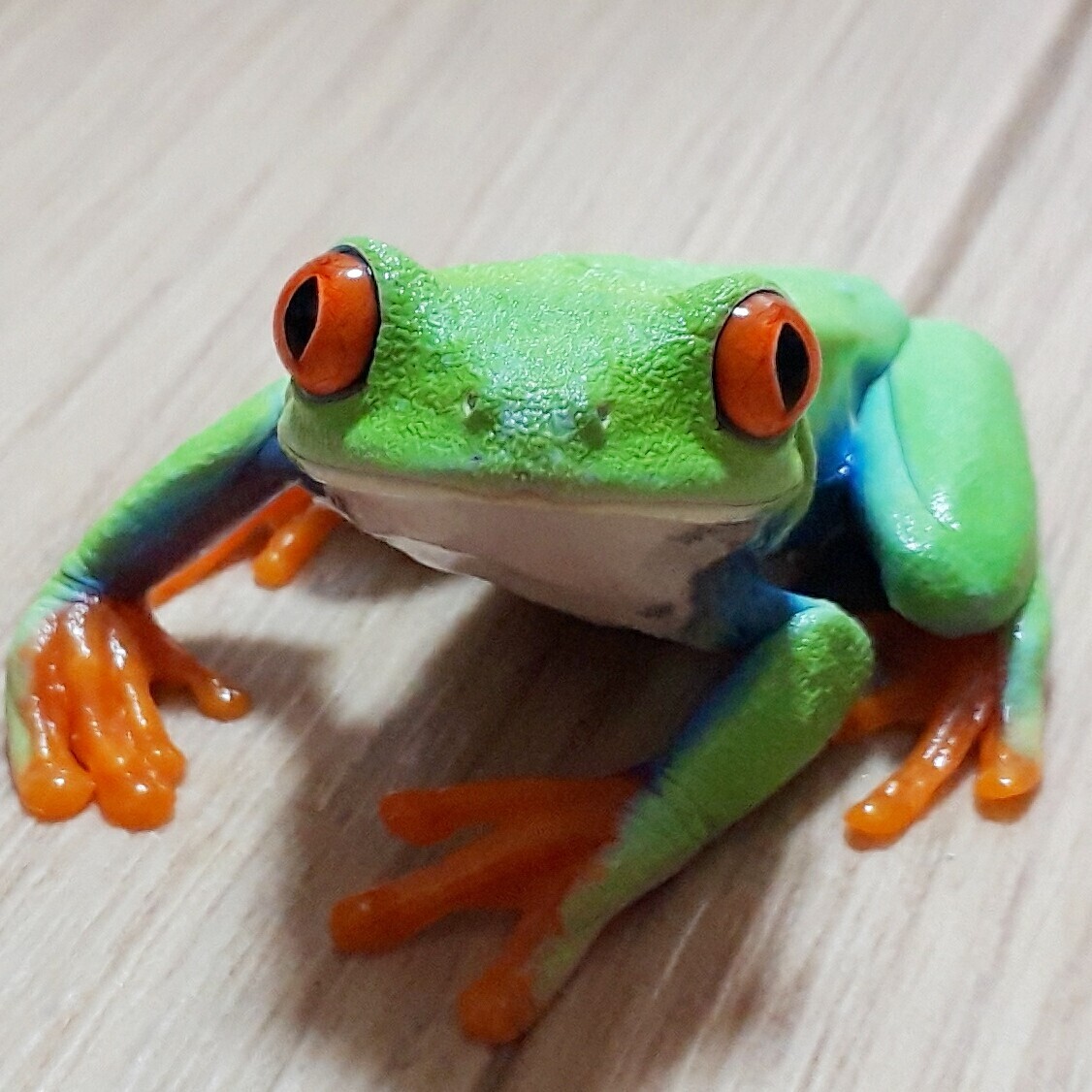 極美!.ニカラグア産WDアカメアマガエル☆1年ほど飼い込んだ四肢もシッカリと肉付きが良い状態抜群の極上セレクト♂個体±5.5cmの画像4