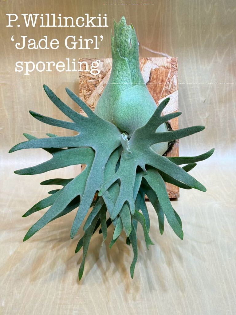 ◇◇◇ P.Willinckii 'Jade Girl' sporeling(板付け・大株3 ◇◇◇ P.Willinckii 'Jade Girl' sporeling(板付け・大株3