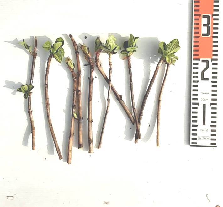 希少品種　アナベルスカイブルーアジサイの枝　挿し木用　挿し穂　５本 　ワクワクして育てましょう。_画像4