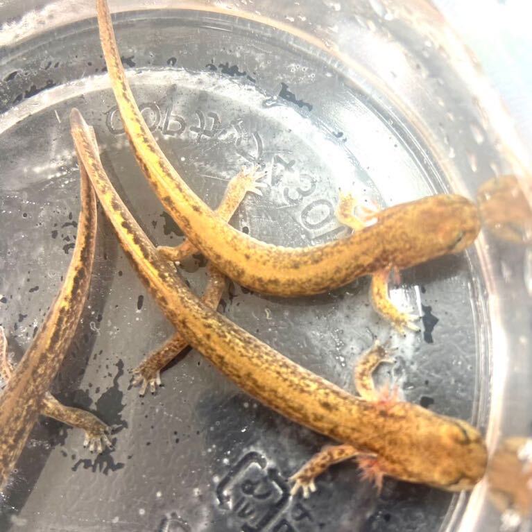  largish 5 pcs yellow gold is connector reference uo. raw 8~10cm amphibia newt salamander frog 