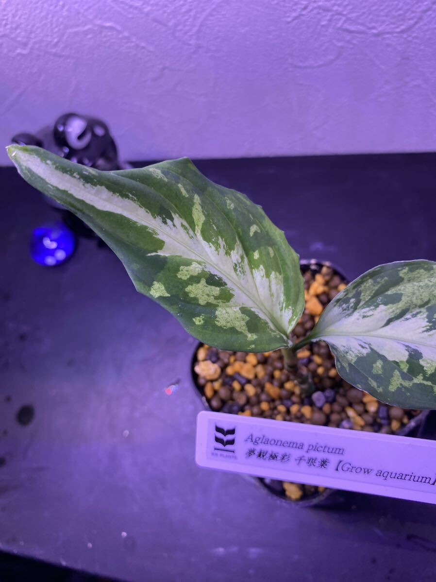 【Grow aquarium】Aglaonema pictum 夢観極彩 千眼葉 アグラオネマ（用土、鉢、管理タグ付） 2の画像3