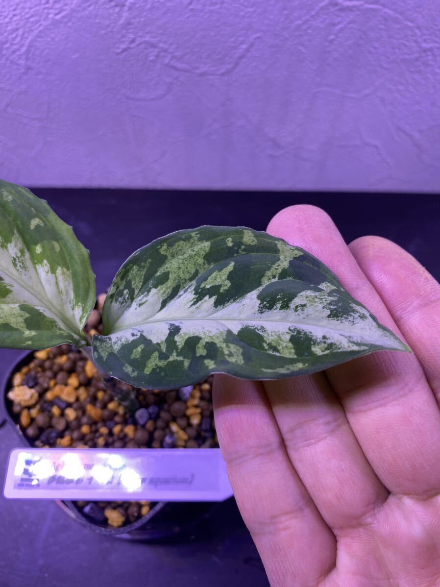 【Grow aquarium】Aglaonema pictum 夢観極彩 千眼葉 アグラオネマ（用土、鉢、管理タグ付） 2の画像2