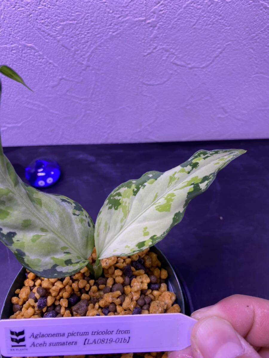 【LA便】Aglaonema pictum tricolor from Aceh sumatera 【LA0819-01b】アグラオネマ （用土、鉢、管理タグ付）の画像3