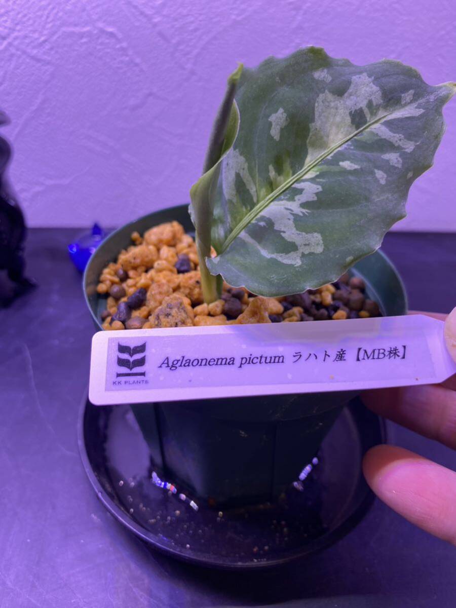 【黒葉ベタ白】Aglaonema pictum ラハト産【MB株】 アグラオネマ（用土、鉢、管理タグ付）の画像5