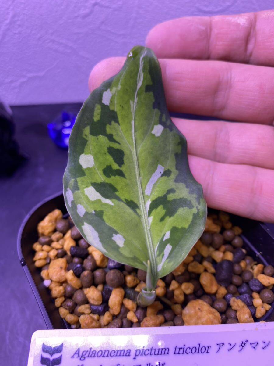 【ID便】Aglaonema アンダマン ポートブレア北部 アグラオネマ （用土鉢、タグ付）Natura増殖株 Trash購入（定価88,000円）  ②の画像7