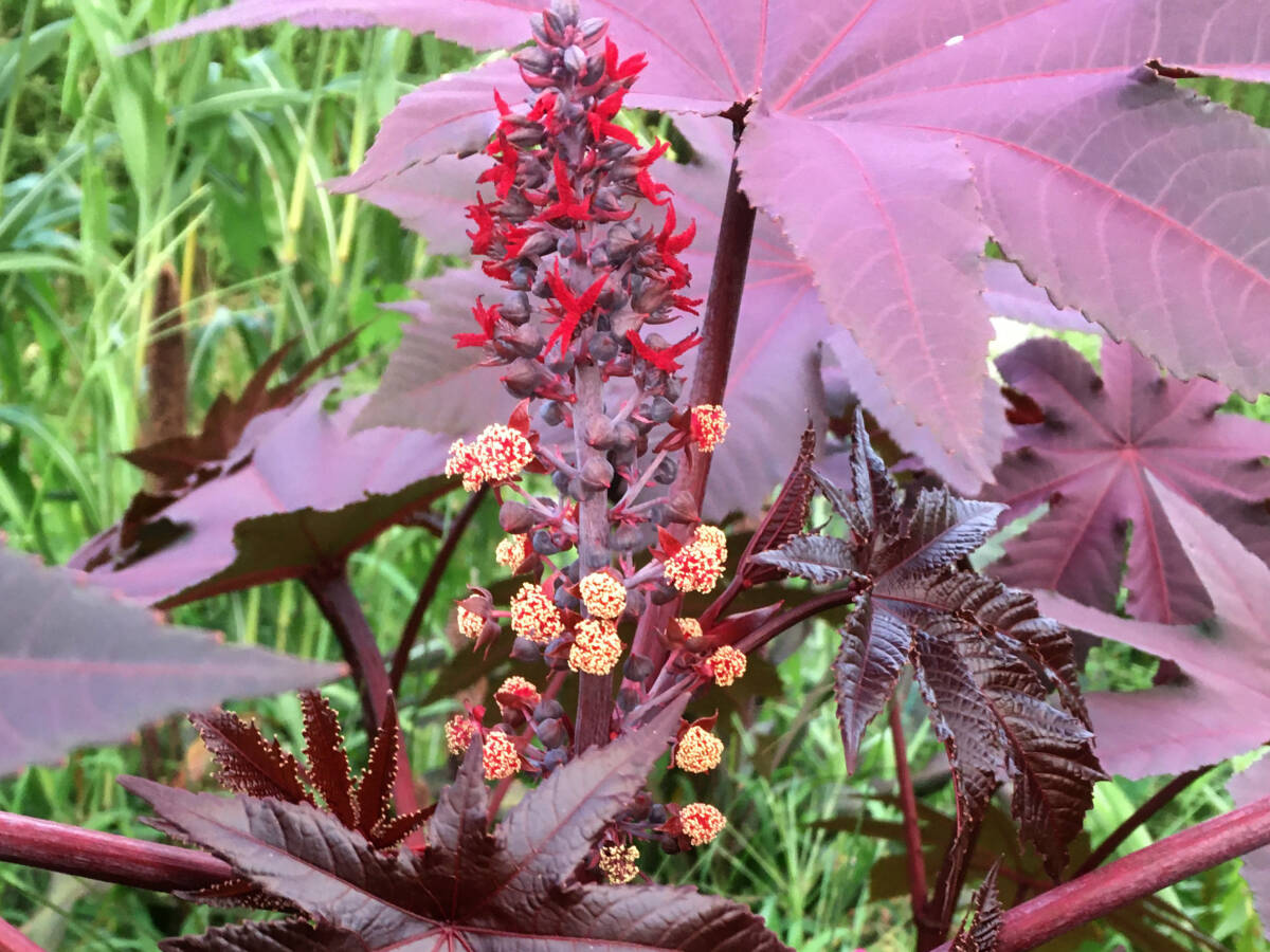 トウゴマ ヒマ Ricinus communis ヒマシ油 Castor bean　カスタービーン 10粒 銅葉_花