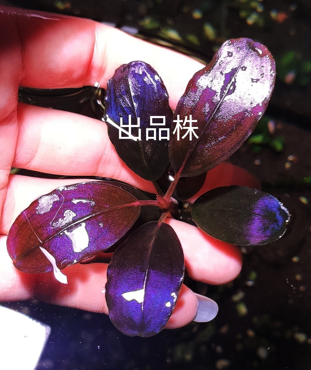 珍しい ブセファランドラ ｓｐ．violet blossom 水中葉 の画像4