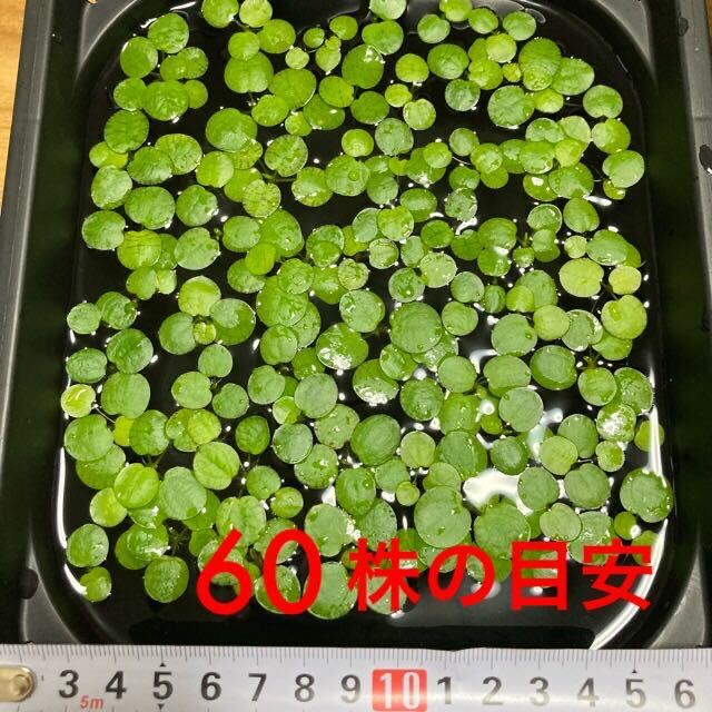 無農薬 アマゾンフロッグピット ドワーフフロッグピット 60株 匿名配送 アマゾンフロッグビット ドワーフフロッグビット 水草 浮草 浮き草の画像3
