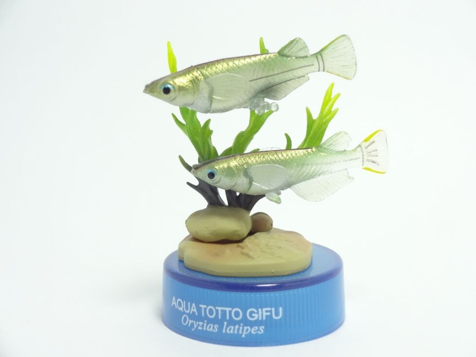 ホット セールの通販 Yahoo!オークション - 日本水族館立体生物図録 第2巻 メダカ 生き物