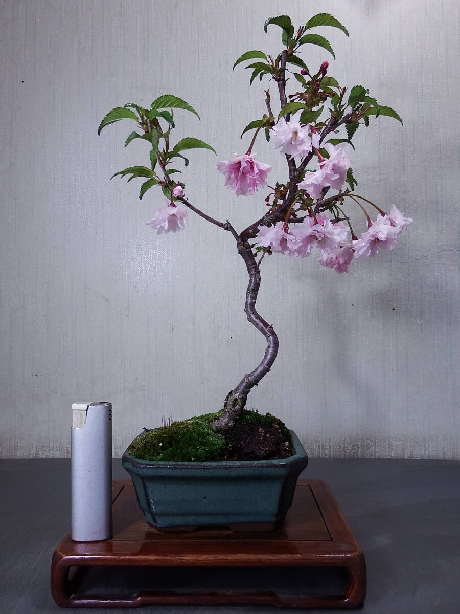 盆栽　富士桜（Ｉ－１）_画像1