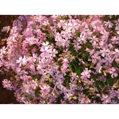 芝桜（シバザクラ）：ヒナの道具 　1ポット（９ｃｍポット）_ヒナの道具の花