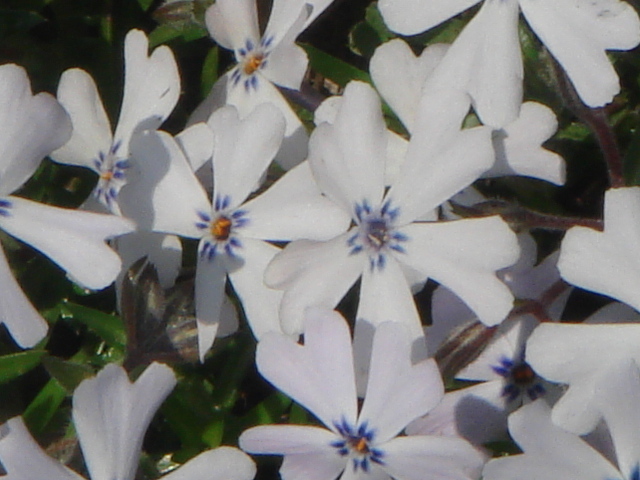 芝桜（シバザクラ）：ライトブルー 　1ポット（９ｃｍポット）_ライトブルーの花