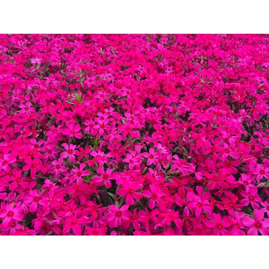 芝桜（シバザクラ）：スカーレットフレーム 　1ポット（９ｃｍポット）_スカーレットフレームの花