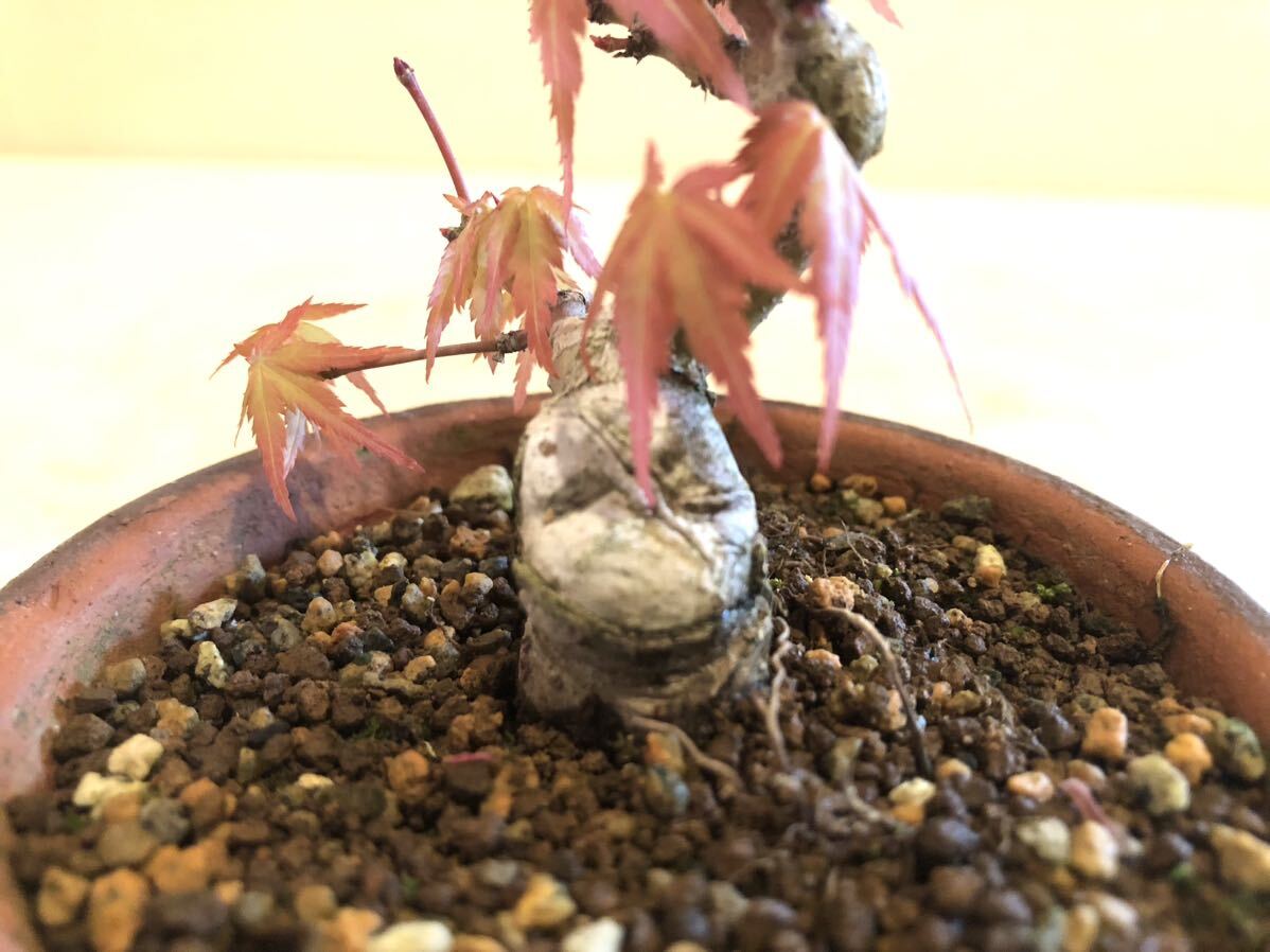 . thousand bird maple . leaf mini bonsai 