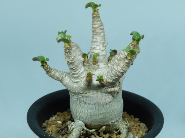 [浦部陽向園]★☆アデニウム　ドーセットホーン　獅子葉　Adenium dorset horn★サボテン　多肉植物★Y1584☆★_画像2