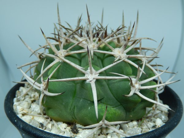 [浦部陽向園]★☆ギムノカリキウム 　フェロシオール 　Gymnocalycium hybopleurum var. ferocior★サボテン　多肉植物★Y1576☆★_画像3