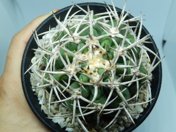 [浦部陽向園]★☆ギムノカリキウム 　フェロシオール 　Gymnocalycium hybopleurum var. ferocior★サボテン　多肉植物★Y1576☆★_画像1