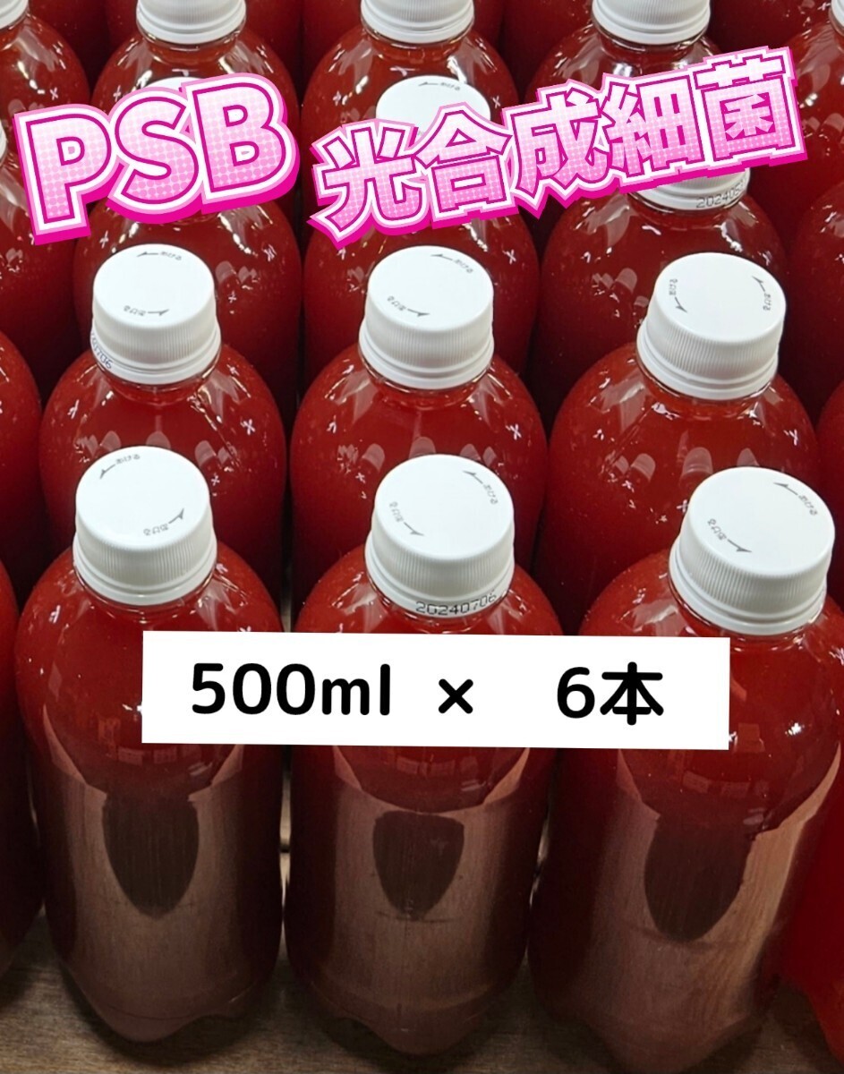 PSB【500ml×6本】光合成細菌 メダカ 水質 バクテリア エサの画像1