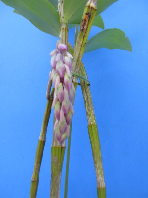 洋蘭 原種 デンドロ Den. bronckartii 花芽付の画像3