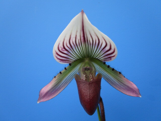 洋蘭 パフィオ Paph. callosum ツボミ付の画像1