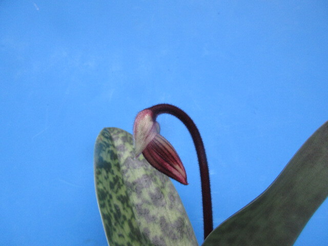 洋蘭 パフィオ Paph. callosum ツボミ付の画像3
