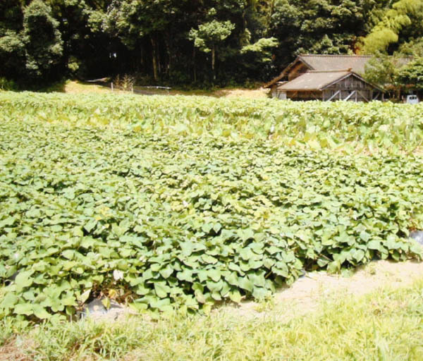 無肥料 無農薬 里芋(1kg)★熊本県産★25年以上、自然と共生する究極の自然農法で作っています♪自然のエネルギーが詰まった癒しの野菜☆彡の画像3