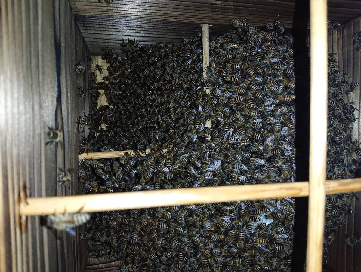 日本蜜蜂 ミツバチ 蜜蜂 分蜂群 重箱 新型 ハイブリッド 巣箱 暑さ・ダニ・スムシ対策　 ベンチュリー式除熱湿器 メントール箱付_巣は1段目を越えて元気です。