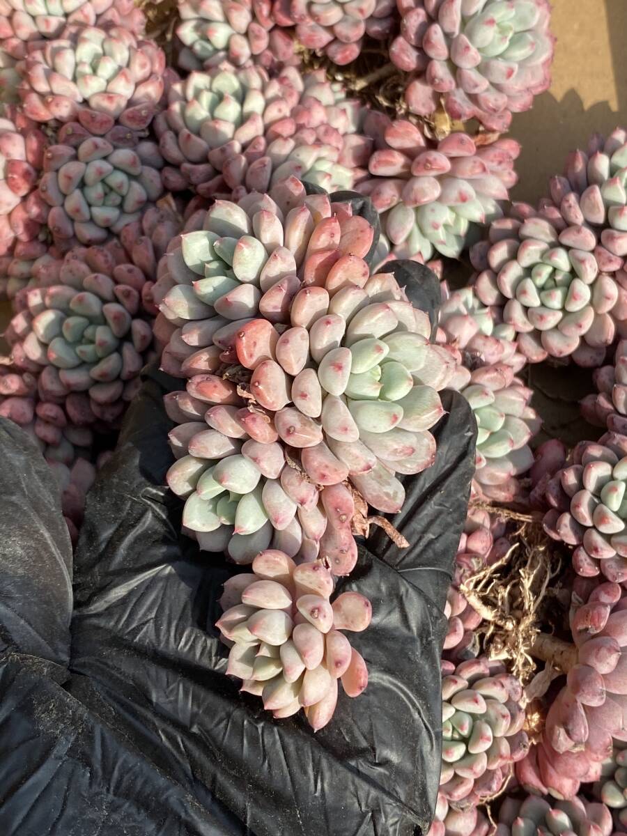 19株Y505-5多肉植物 エケベリア雪桃超美苗 サボテン 観葉植物 花 園芸　レア種_画像1