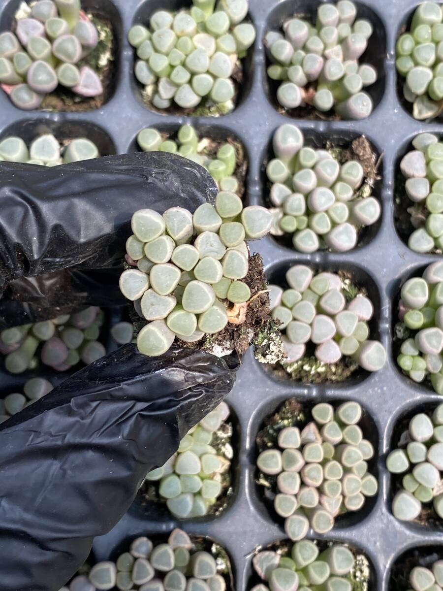 20株Y157多肉植物 エケベリアイスズの玉超美苗 サボテン 観葉植物 花 園芸 レア種 土と根付きでの画像1