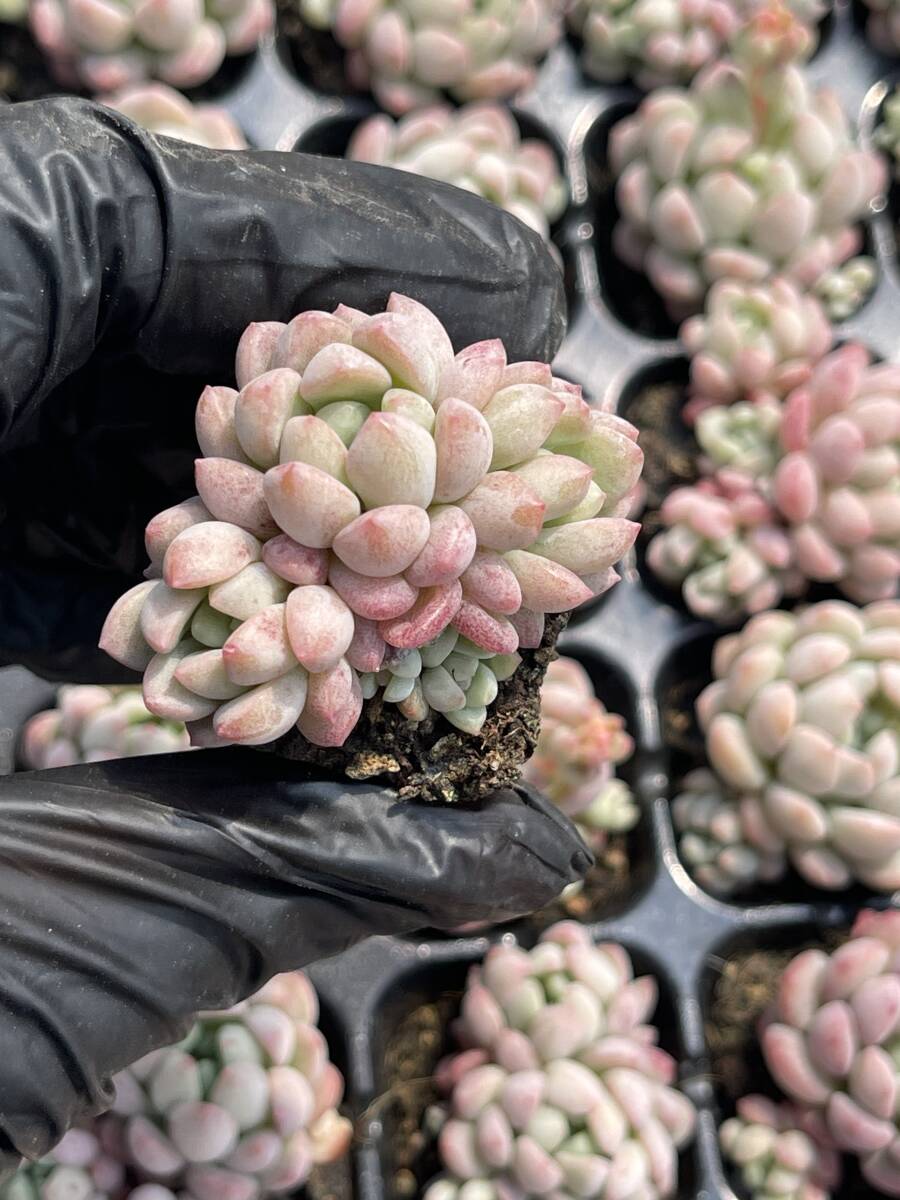 20株 Z29 多肉植物 エケベリアレッドエッグ超美苗 サボテン 観葉植物 花 園芸　レア種 土と根付きで_画像1