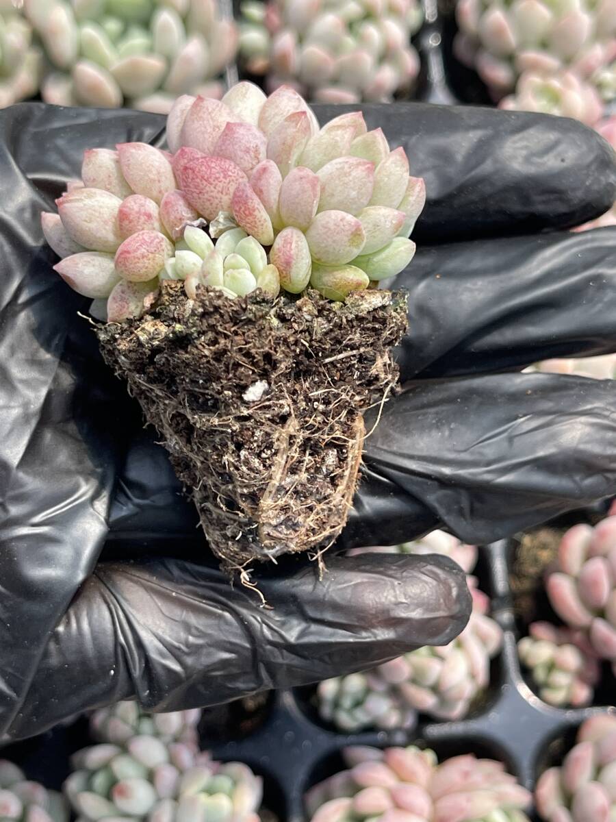 20株 Z29 多肉植物 エケベリアレッドエッグ超美苗 サボテン 観葉植物 花 園芸　レア種 土と根付きで_画像2