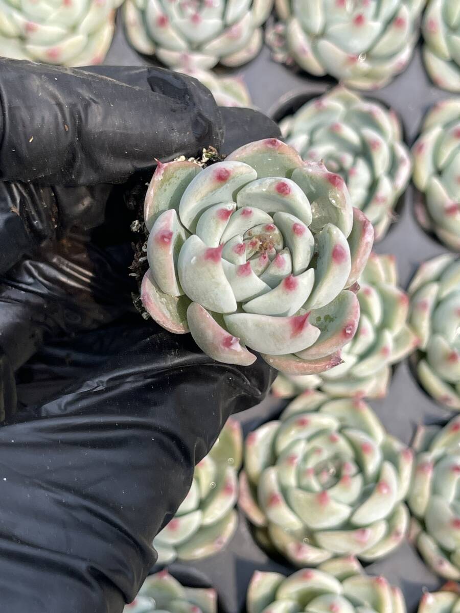 20株 Z31 多肉植物 エケベリアチワワ超美苗 サボテン 観葉植物 花 園芸　レア種 土と根付きで_画像1