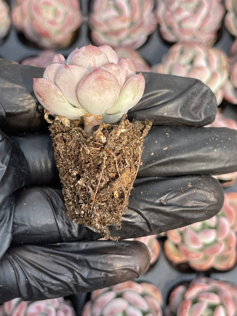 20株 Z40　多肉植物 エケベリアピンクジェニー超美苗 サボテン 観葉植物 花 園芸　レア種 土と根付きで_画像2