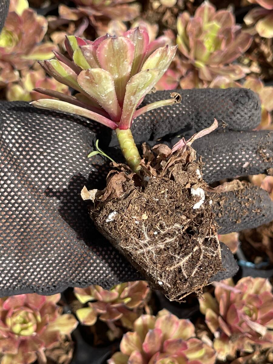 10株 Z110 多肉植物 エケベリア雲姫超美苗 サボテン 観葉植物 花 園芸　レア種 土と根付きで_画像3