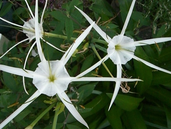 ・・・♯ 　 ヒメノカリノス・球根　く♯・・・_花見本