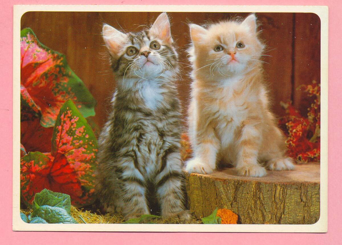 猫(22) C19◆ビンテージポストカード フランス ドイツ ベルギー イタリア イギリス ネコ ねこ 子猫 外国絵葉書_画像2