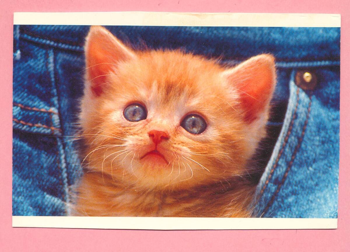 猫(33) C19◆ビンテージポストカード フランス ドイツ ベルギー イタリア イギリス ネコ ねこ 子猫 外国絵葉書の画像2
