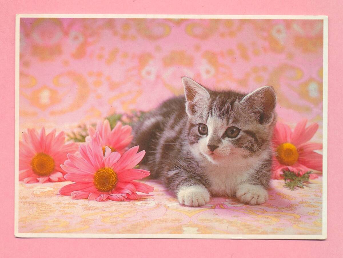 猫(27) U94◆ビンテージポストカード フランス ドイツ ベルギー イタリア イギリス ネコ ねこ 子猫 外国絵葉書の画像2
