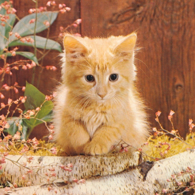 猫(24) U94◆ビンテージポストカード フランス ドイツ ベルギー イタリア イギリス ネコ ねこ 子猫 外国絵葉書の画像1