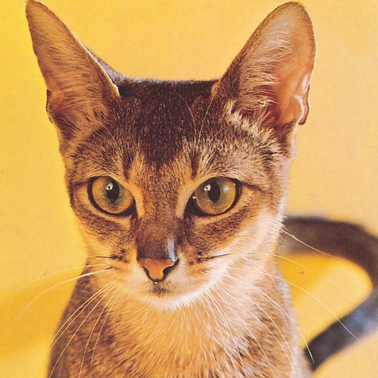 猫(34) C19◆ビンテージポストカード フランス ドイツ ベルギー イタリア イギリス ネコ ねこ 子猫 外国絵葉書の画像1