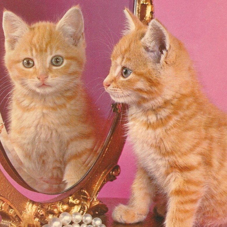 猫(37) C19◆ビンテージポストカード フランス ドイツ ベルギー イタリア イギリス ネコ ねこ 子猫 外国絵葉書の画像1