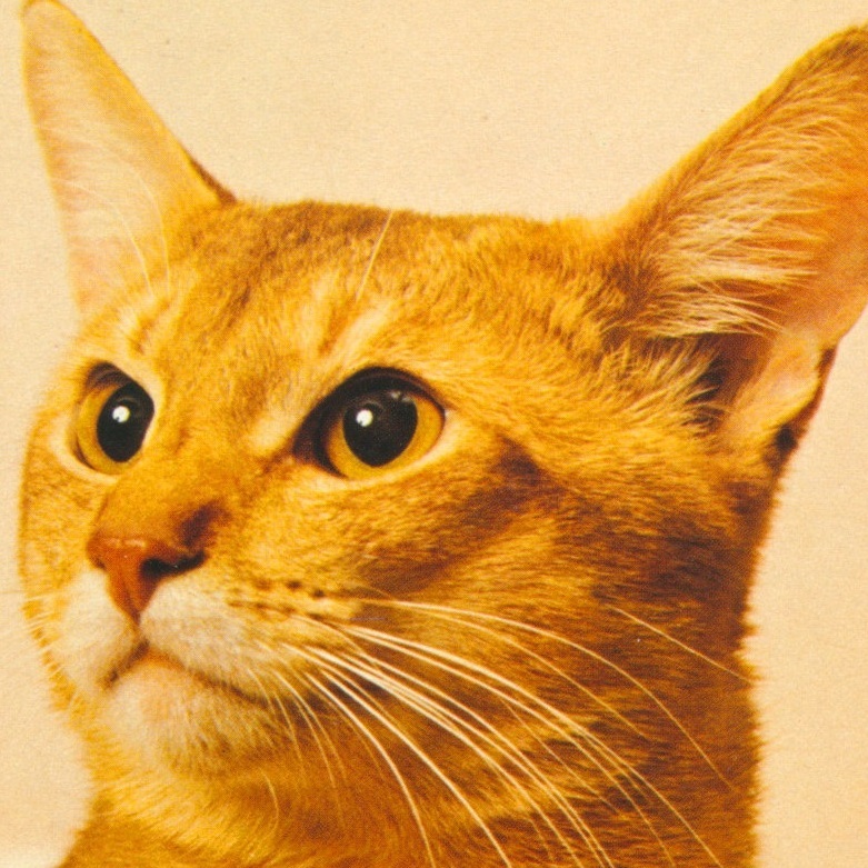 猫(23) U94◆ビンテージポストカード フランス ドイツ ベルギー イタリア イギリス ネコ ねこ 子猫 外国絵葉書の画像1