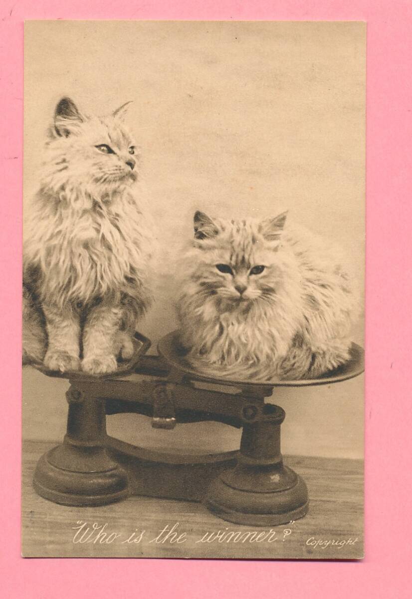 猫(14) S57◆アンティークポストカード フランス ドイツ ベルギー イタリア イギリス ネコ ねこ 子猫 外国絵葉書 ビンテージの画像2