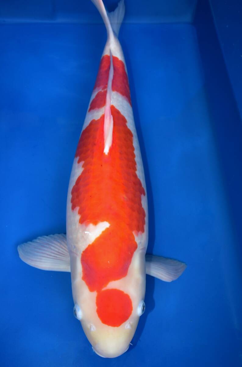 asahinisiki1000 jpy start sale!!*.. production . white 5 -years old 68cm female colored carp 4-1*