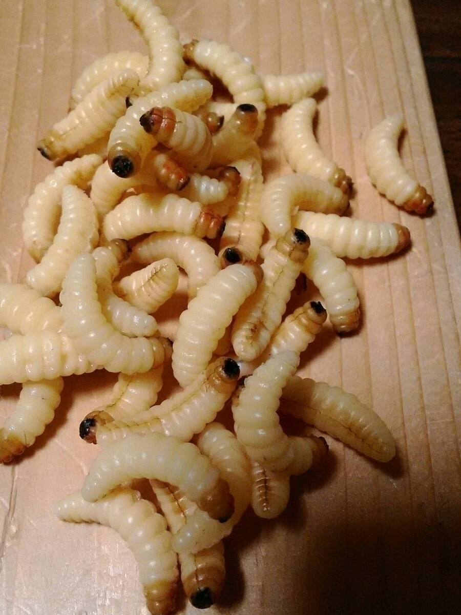 ソフトワーム ぶどう虫 渓流釣り ブドウ虫 擬似餌 釣り餌 バスフィッシング ヒメマス 海釣り 本物そっくりルアー 川釣り ビックリの画像3