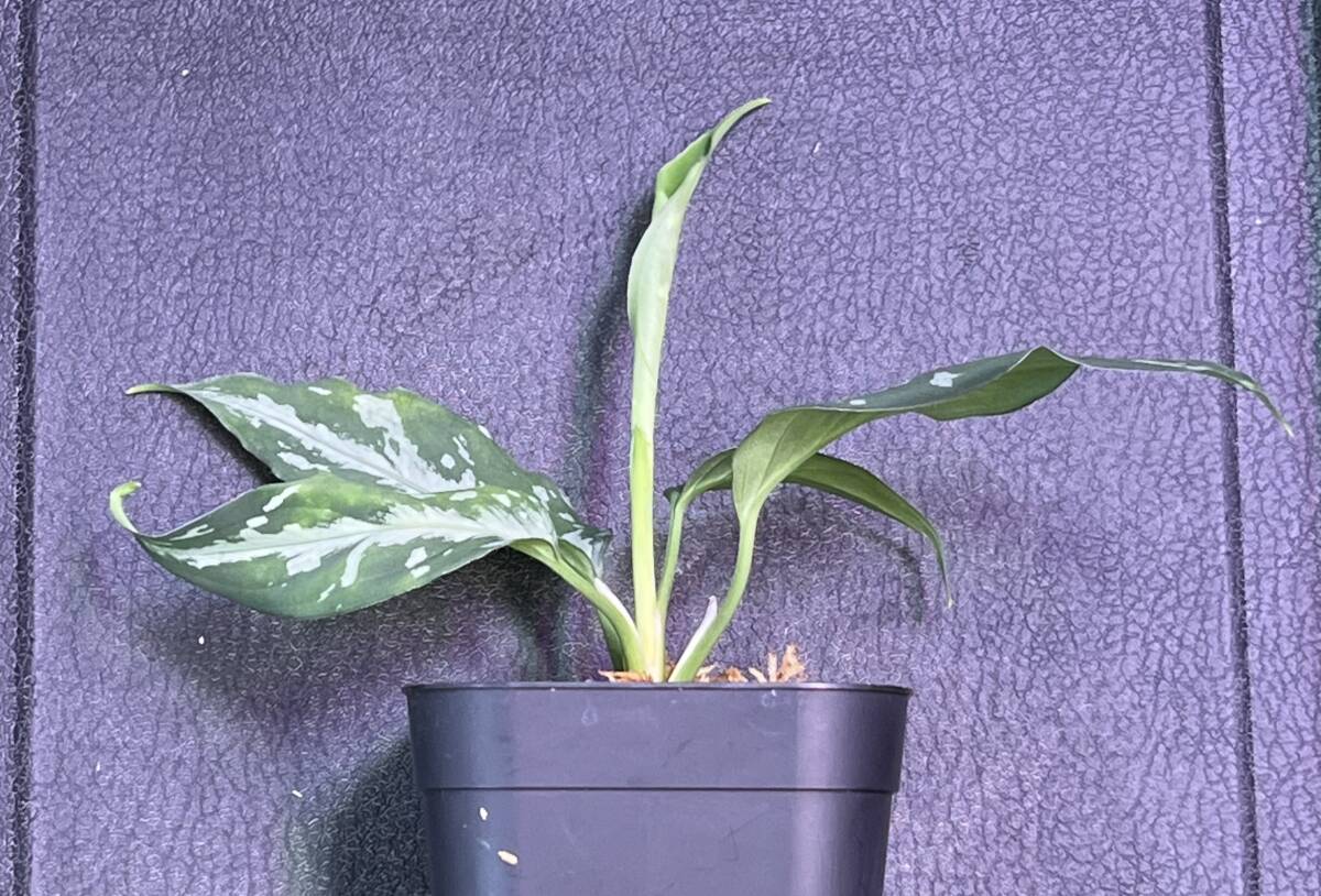 LA便ネームド株 Aglaonema Pictum Argentum"White Album"【LA0514-03】の画像2